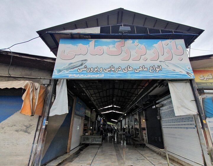 ظرفیت پنهان «بُنِ تنکا» چسبیده به خزر