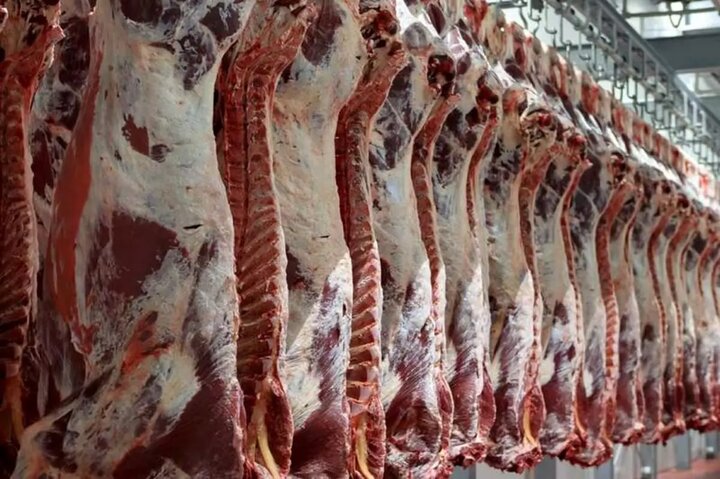 ۱۸۰ تُن گوشت قرمز در استان قزوین توزیع شد