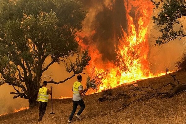 ۱۵ کشته در آتش سوزی جنگلی در الجزایر