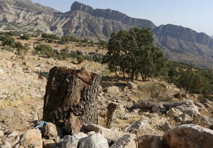 درختان منطقه «پوشَن» کوار در فهرست آثار ملی قرار گرفت