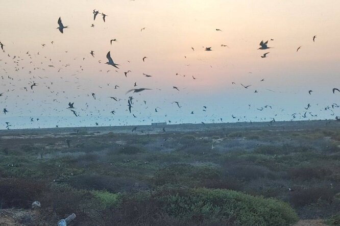 ۴۰مورد بازدید از زیستگاه‌های پرندگان مهاجر دره شهر توسط دامپزشکی