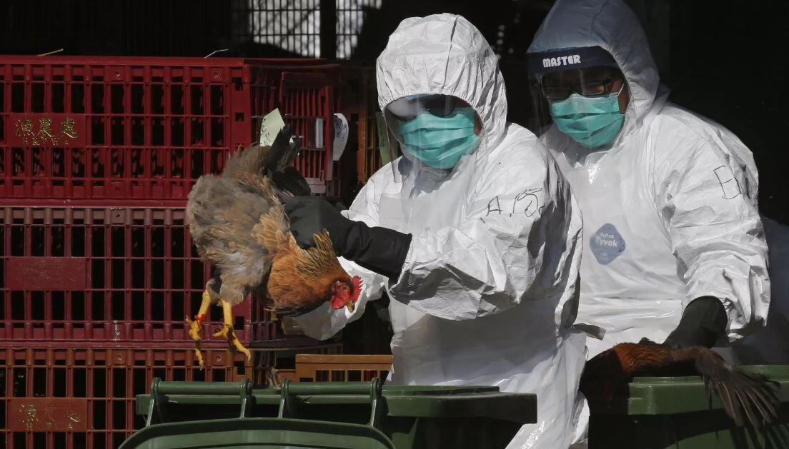 Brazil’s Parana declares emergency state due to bird flu