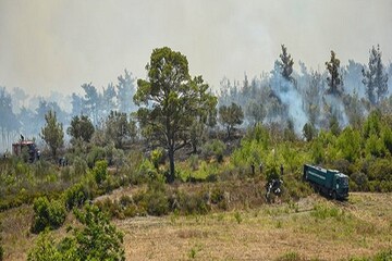 مهار آتش سوزی جنگلی در چند محور در لاذقیه سوریه