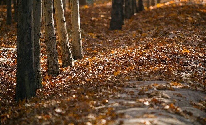 ایده‌های سنتی در حفظ و مدیریت فضای سبز جوابگو نیست