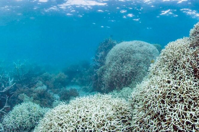 نابودی ۹۰ درصد مرجان‌ها در خارگ/ اکوسیستم جزیره احیا می‌شود