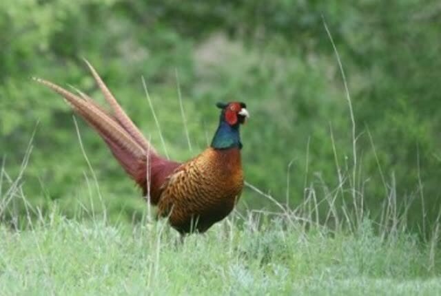 کشف و ضبط سلاح و لاشه یک طاقه قرقاول در کلاله  کشف و ضبط سلاح و لاشه یک طاقه قرقاول در کلاله