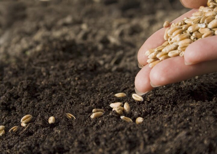 توزیع بذر گندم اصلاح شده در گناوه آغاز شد