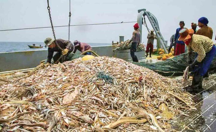 صید محاصرهای تهدیدی برای ذخایر خلیج فارس؛ لزوم برخورد قاطع با متخلفان