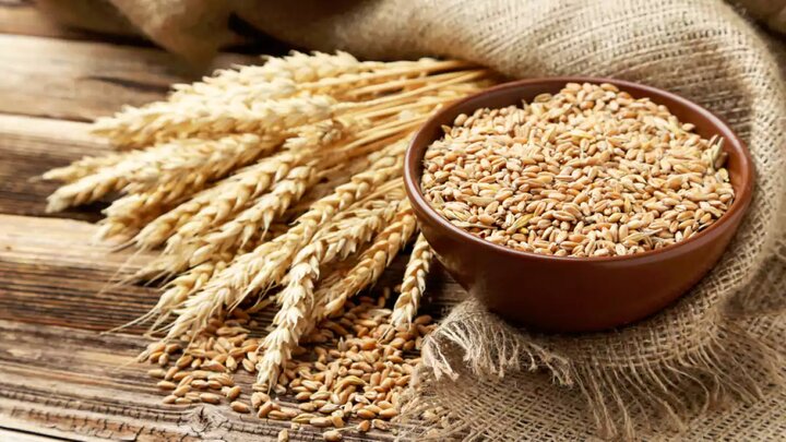 افزایش ۵۶ درصدی خرید گندم در استان ایلام
