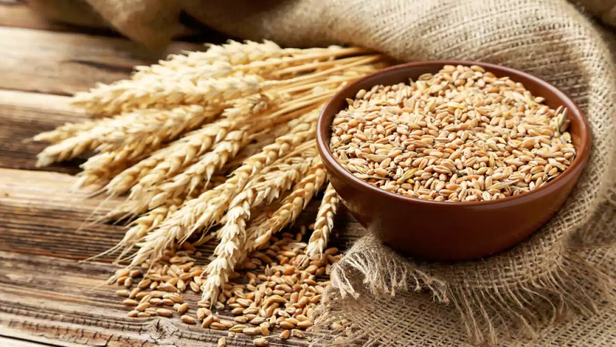 سال آینده چقدر گندم در کشور تولید خواهد شد؟