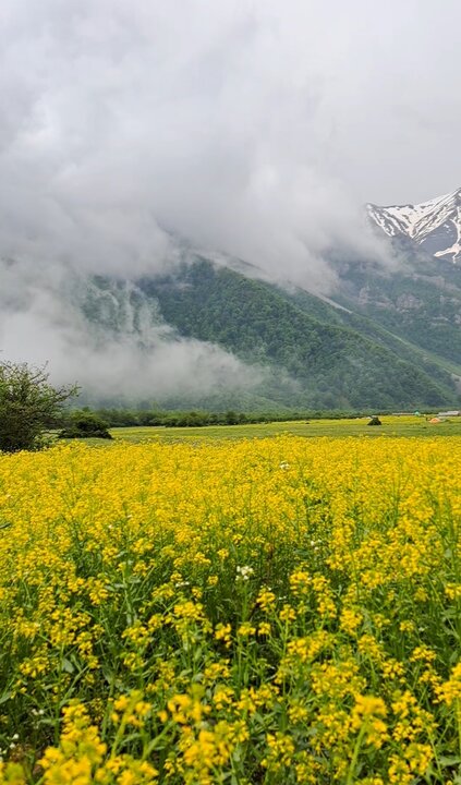 طبیعت بکر شهسوار در برابر کاشت ویلا در جنگل