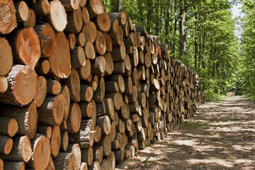 باندهای مخوف قاچاق چوب در مازندران متلاشی شد