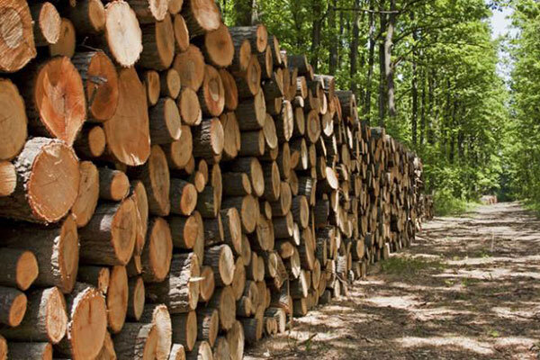 تغییر و عقب افتادگی از بازار چوب/ جنگلداری سنتی شکست خورد؟