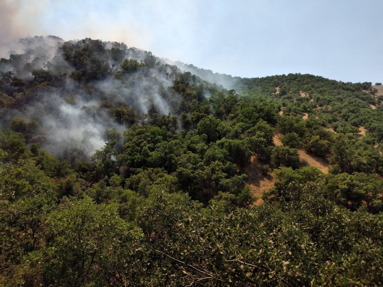 آتش‌سوزی در جنگل‌های مریوان همچنان ادامه دارد