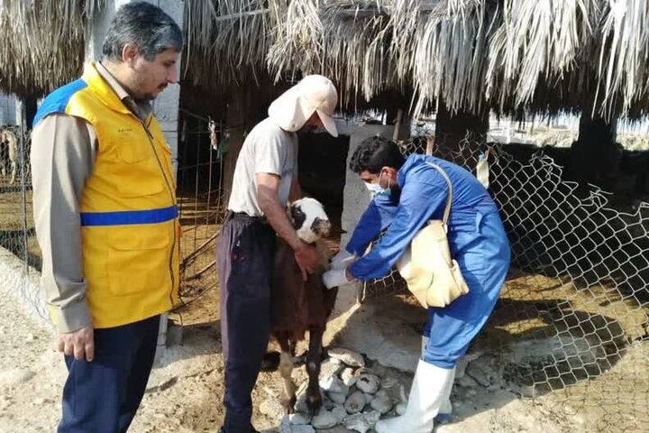 برگزاری رزمایش جهاد دامپزشکی واکسیناسیون تب برفکی در دشتستان