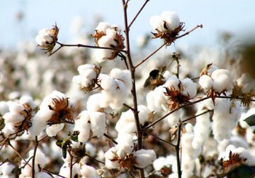 Iran to increase support for cotton growers: official