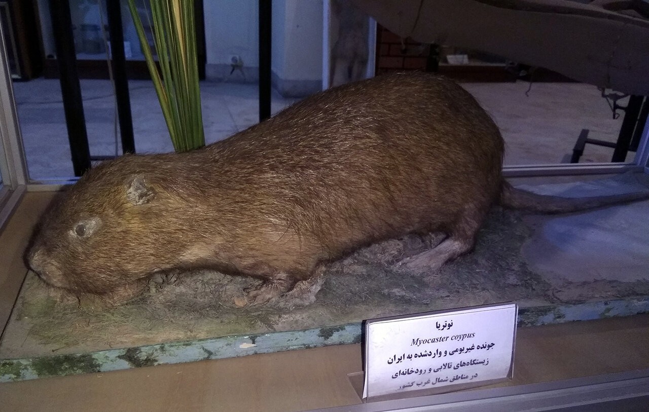 نگهداری بیش از ۶هزار نمونه در موزه جانورشناسی موسسه گیاه پزشکی