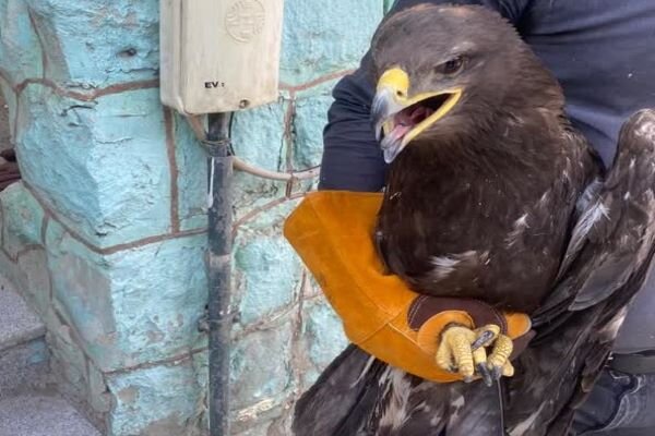 تحویل یک بهله پرنده شکاری از نوع عقاب به حفاظت از محیط زیست قرچک