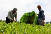 ۸۰ درصد مطالبات چای‌کاران پرداخت شد