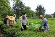 خرید ۳۱ هزار و ۱۷۷ تُن برگ سبز چای از چایکاران شمال کشور