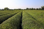بیش از ۴۰ هزار تن برگ سبز چای برداشت شد