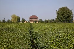 خرید بیش از ۱۴۹ هزار تُن برگ سبز چای/ ۵۷ درصد مطالبات پرداخت شد