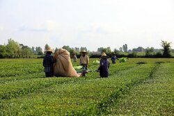 برداشت ۵۱ هزار و ۳۰۰ تن برگ سبز چای از باغات شمال کشور