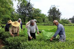 افزایش ۳۰ درصدی خرید تضمینی برگ سبز چای در سال جاری/کارخانجات ۳۱ میلیارد بدهکار هستند