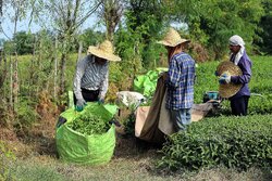 برداشت ۲۰ هزار تن برگ سبز چای در باغات شمال کشور/۷۳۴ میلیارد تومان پرداخت شد