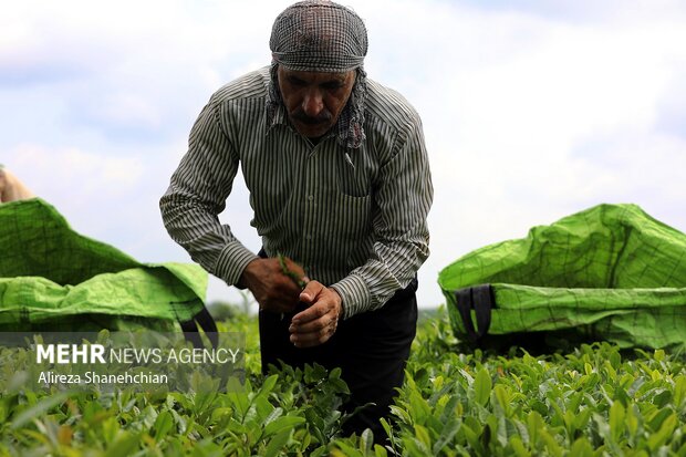 برداشت چین سوم چای از باغات استان گیلان