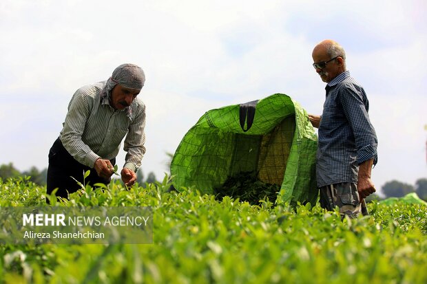 برداشت چین سوم چای از باغات استان گیلان