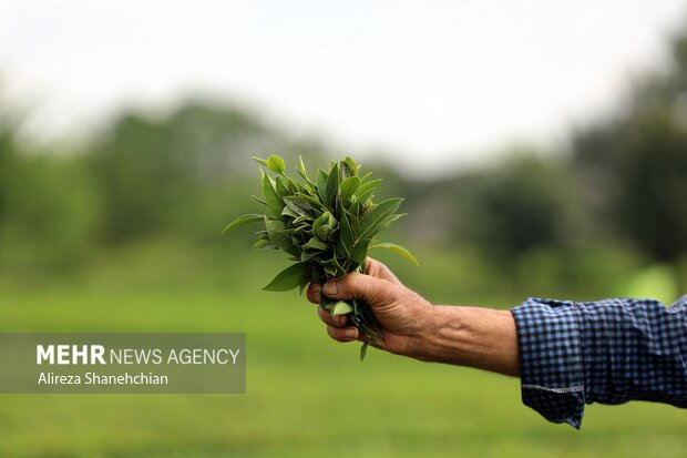 برداشت چین سوم برگ سبز چای از باغات گیلان