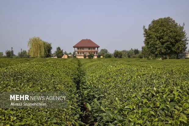 برداشت چین سوم برگ سبز چای از باغات گیلان