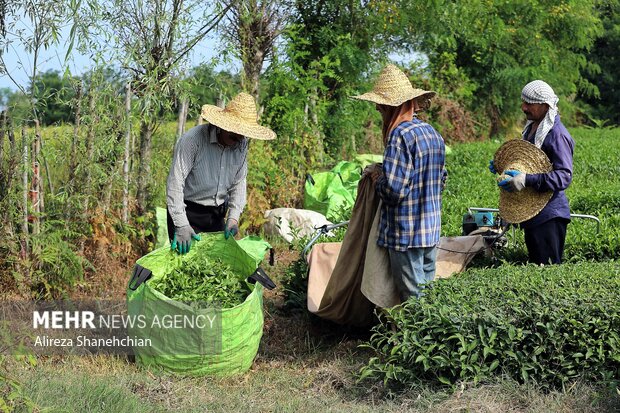 برداشت ۲۰ هزار تن برگ سبز چای در باغات شمال کشور