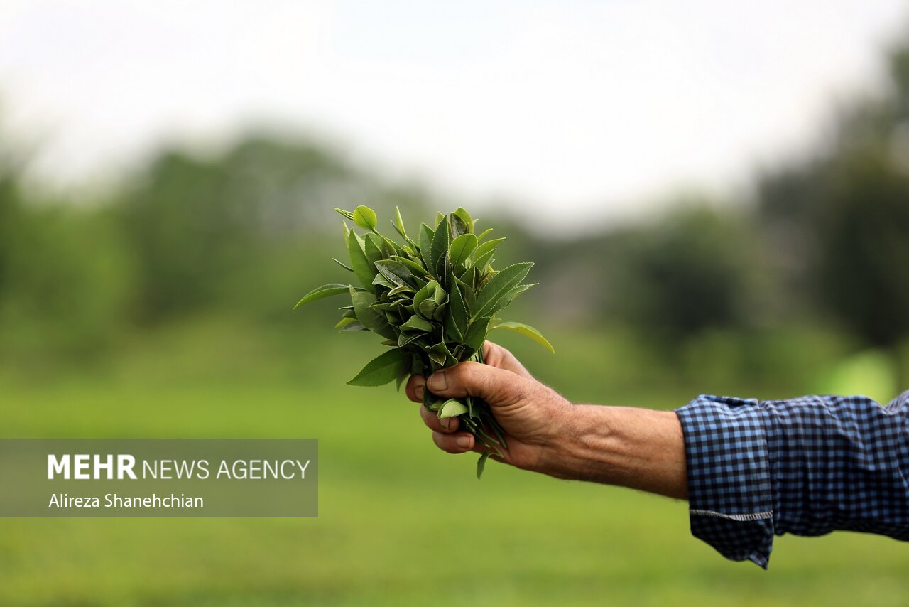 چالشی به نام چای خارجی در بازار ایران/ تولید داخل در دام نرخ دلار