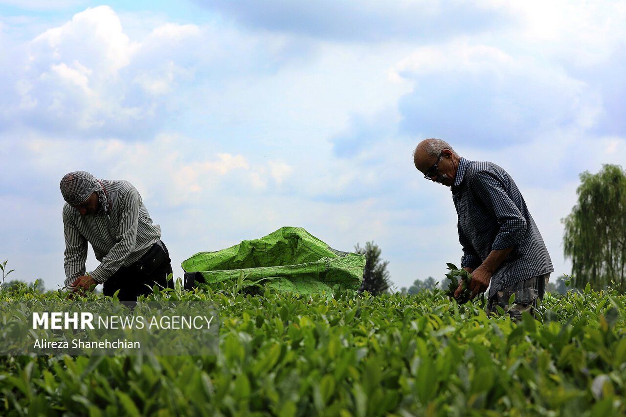 ۹۳ درصد سهم دولت از مطالبات چایکاران املشی پرداخت شده است ۹۳ درصد سهم دولت از مطالبات چایکاران املشی پرداخت شده است