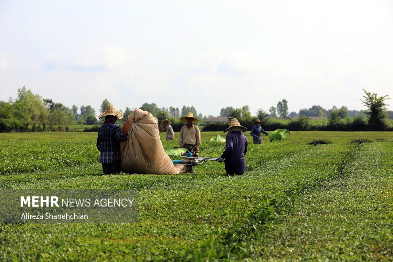 برداشت ۵۱ هزار و ۳۰۰ تن برگ سبز چای از باغات شمال کشور برداشت ۵۱ هزار و ۳۰۰ تن برگ سبز چای از باغات شمال کشور