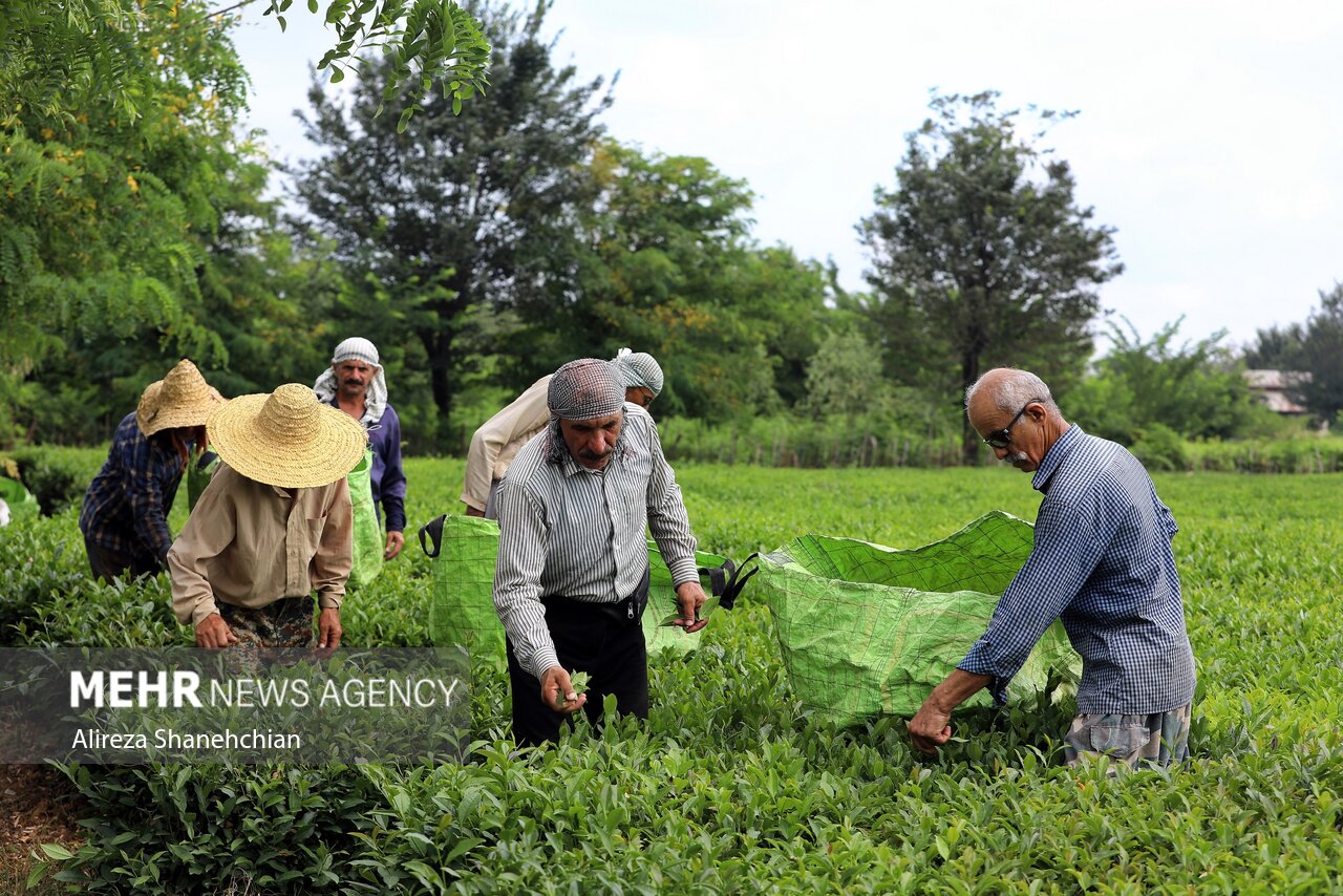 افزایش ۳۰ درصدی خرید تضمینی برگ سبز چای در سال جاری