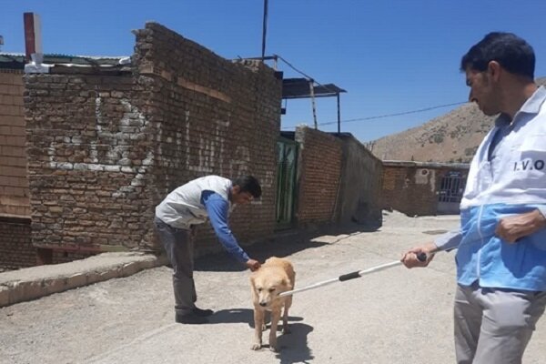 آغاز واکسیناسیون سگ‌های گله و نگهبان در مناطق روستایی لرستان