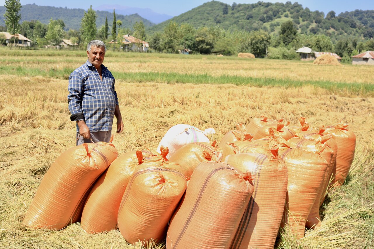 ۱۳۰ تن برنج شیرودی از کشاورزان مازندران خریداری شد