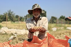 پیش بینی برداشت ۳۲۰۰ تن برنج در چرداول ایلام