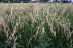 برداشت «شلتوک» در شهرستان کهگیلویه/ ۵ رقم برنج کشت می شود