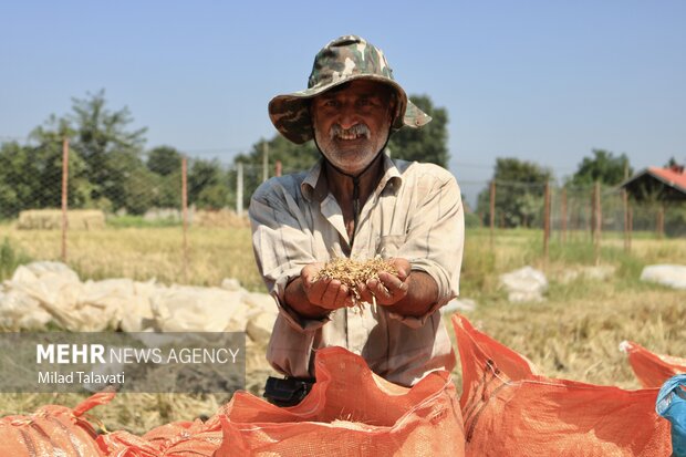 پیش بینی برداشت ۳۲۰۰ تن برنج در چرداول ایلام