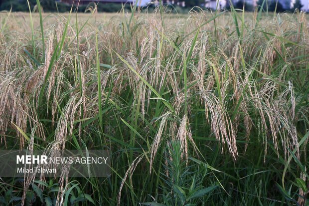 برداشت «شلتوک» در شهرستان کهگیلویه/ ۵ رقم برنج کشت می شود