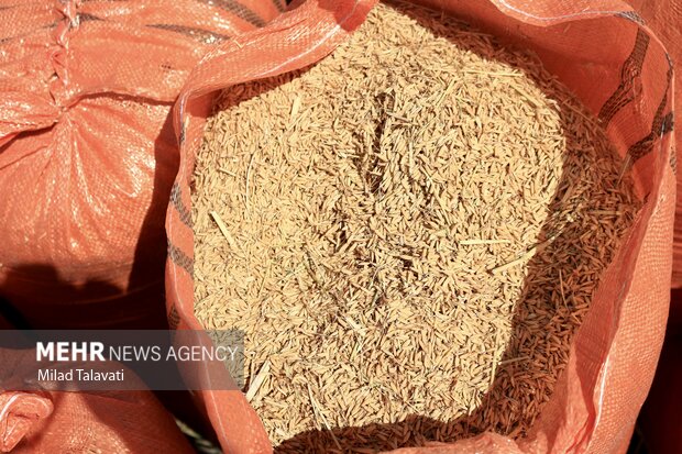 برنج به اندازه کافی داریم؛ قیمت ها متعادل می شود