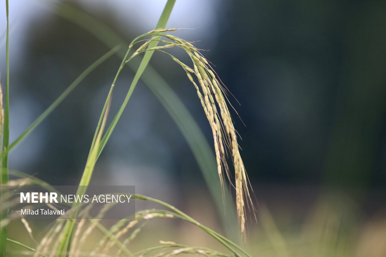 افزایش ۴۰ درصدی سطح زیر کشت برنج در شهرستان سرباز