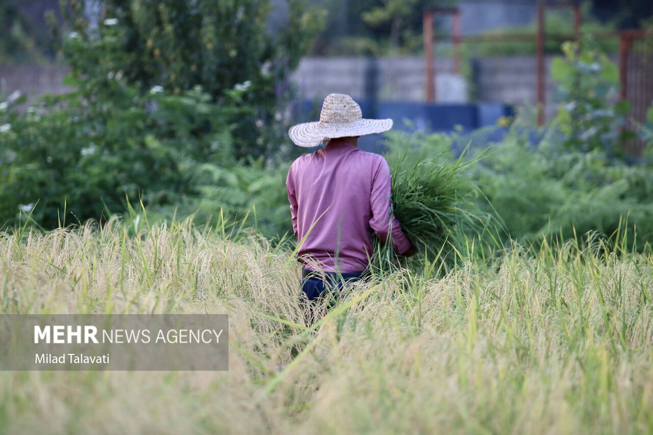مجلسیها زودتر از شالیکار به مزرعه رفتند/ تبلیغات با طعم برنج