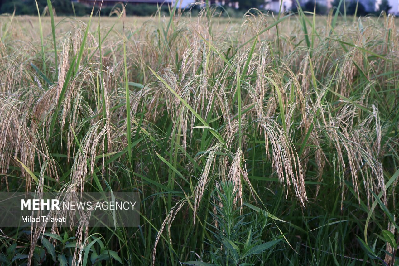 کشت برنج در ۲٠٠ هکتار از زمین های شهرستان لنده