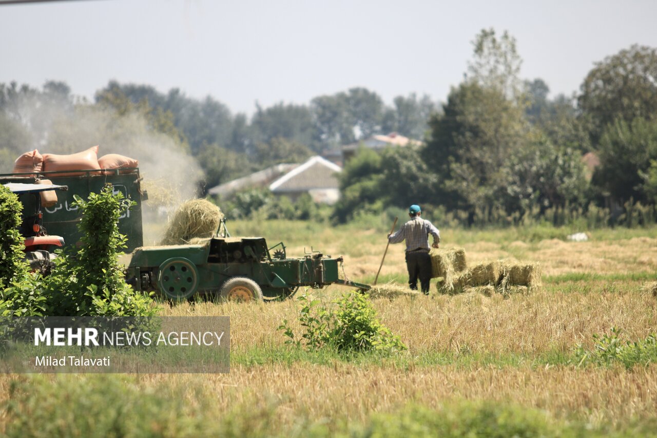 بازار داغ شالیکوبی در مازندران؛ بوی خوش برنج تازه