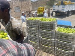خرید لیمو ترش رودان به مرز ۲ هزارتن رسید